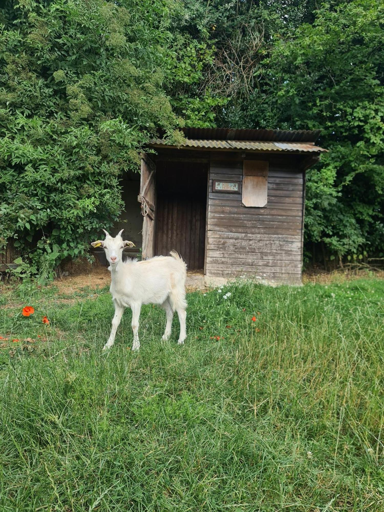 Chambre A La Ferme, Les Vergers Du Muscardin Breel Eksteriør bilde